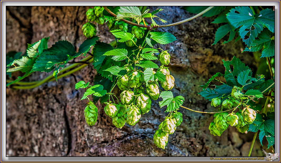 Houblon